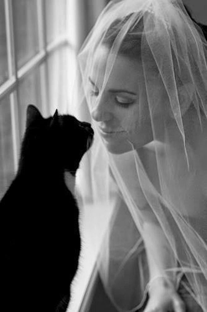 19 Times that Cats Made Weddings Infinitely Better | CHWV
