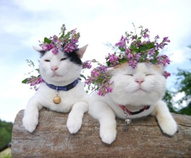 19 Times that Cats Made Weddings Infinitely Better | CHWV